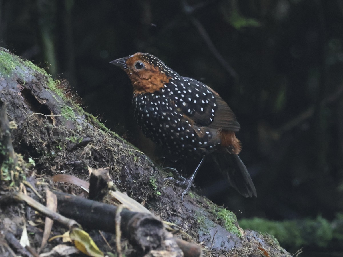 Ocellated Tapaculo - ML645388242
