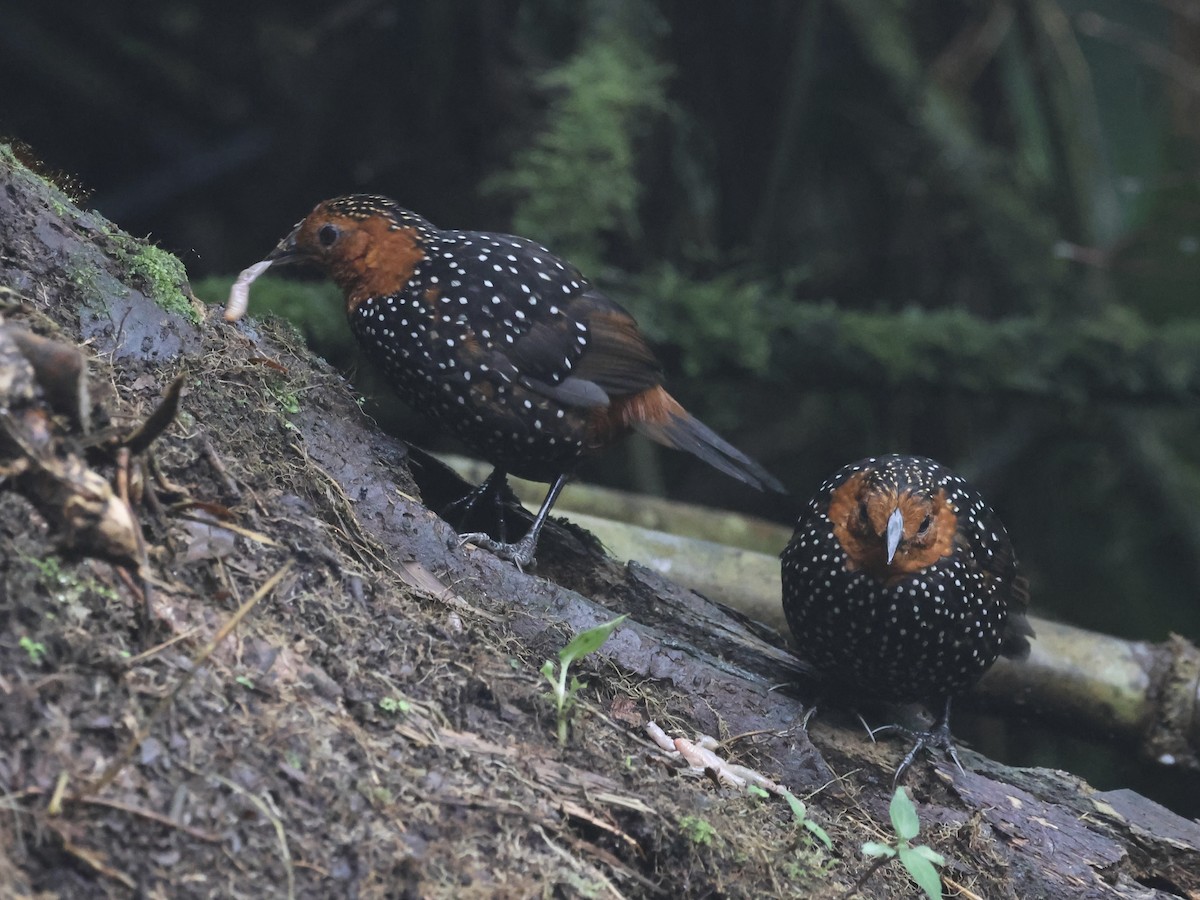 Ocellated Tapaculo - ML645388243