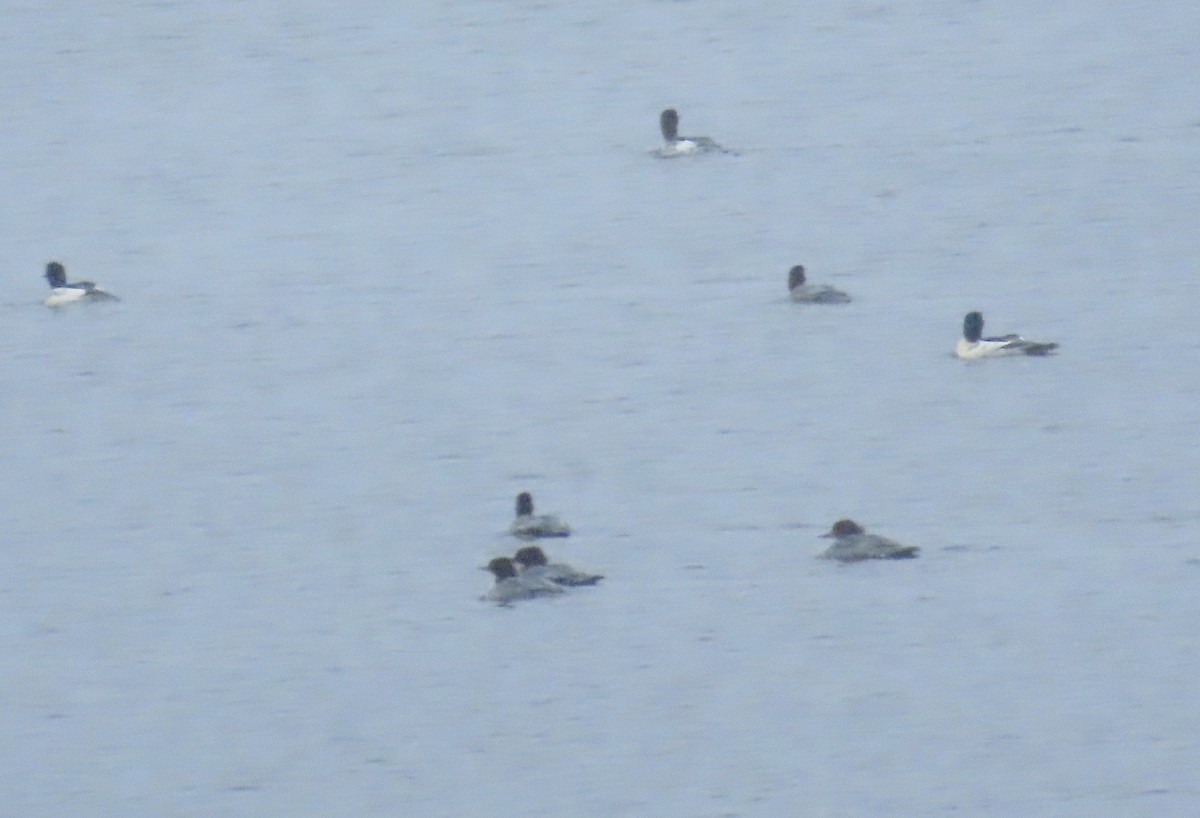 Common Merganser - ML645388247