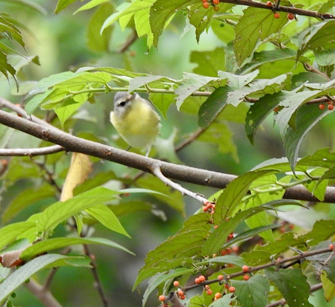 Bireo filadelfiarra - ML645388248