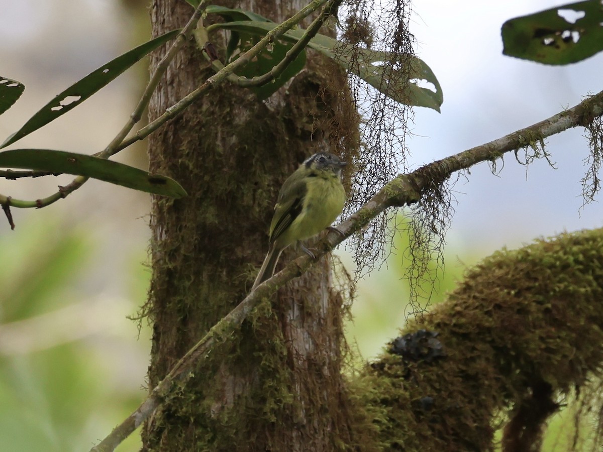 Marble-faced Bristle-Tyrant - ML645388250
