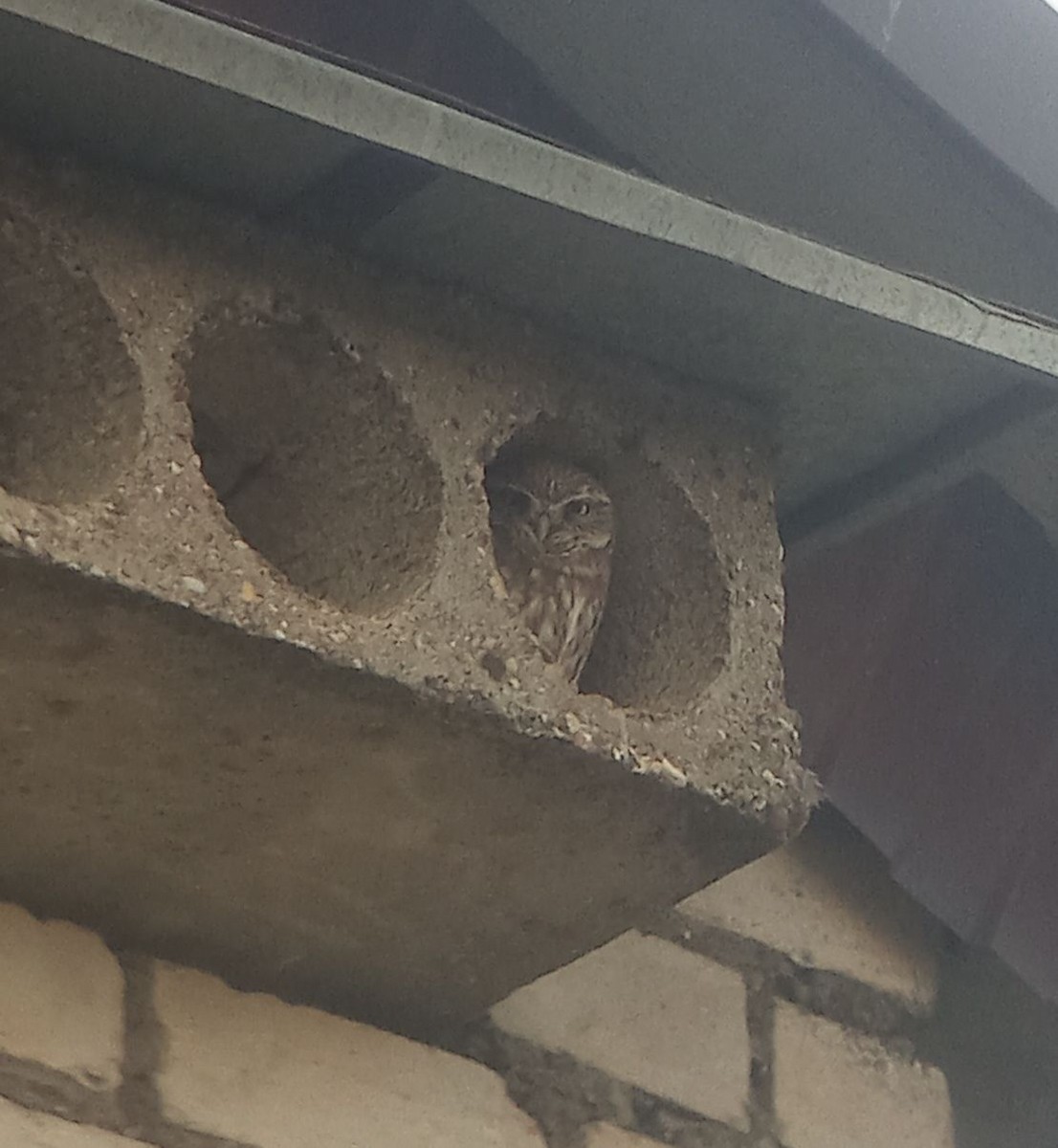 Little Owl - ML645388257