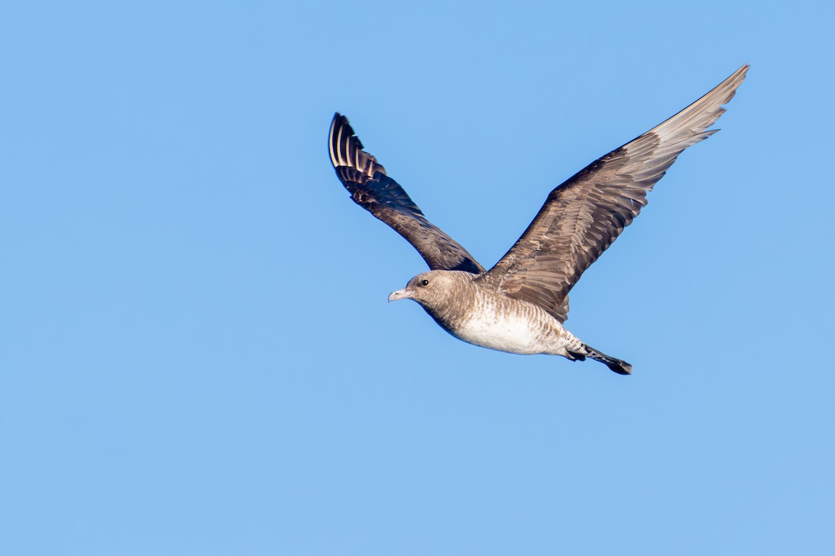 Pomarine Jaeger - ML645388270