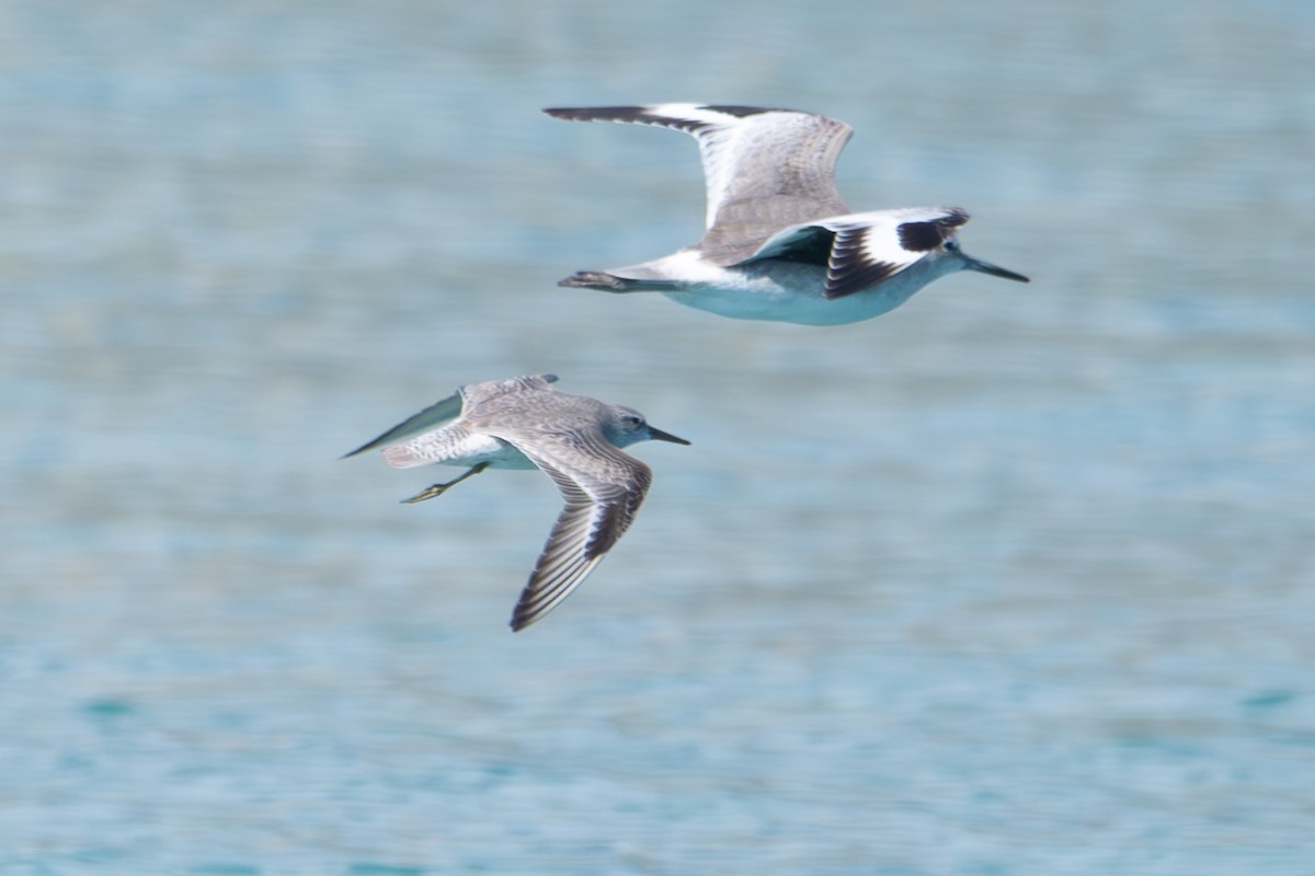 Red Knot - ML645388278