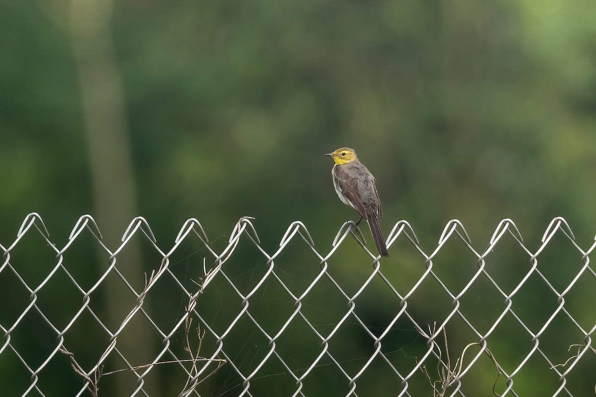 נחליאלי לימוני - ML645388279