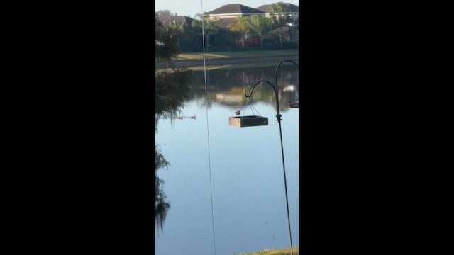 Palm Warbler - ML645388290