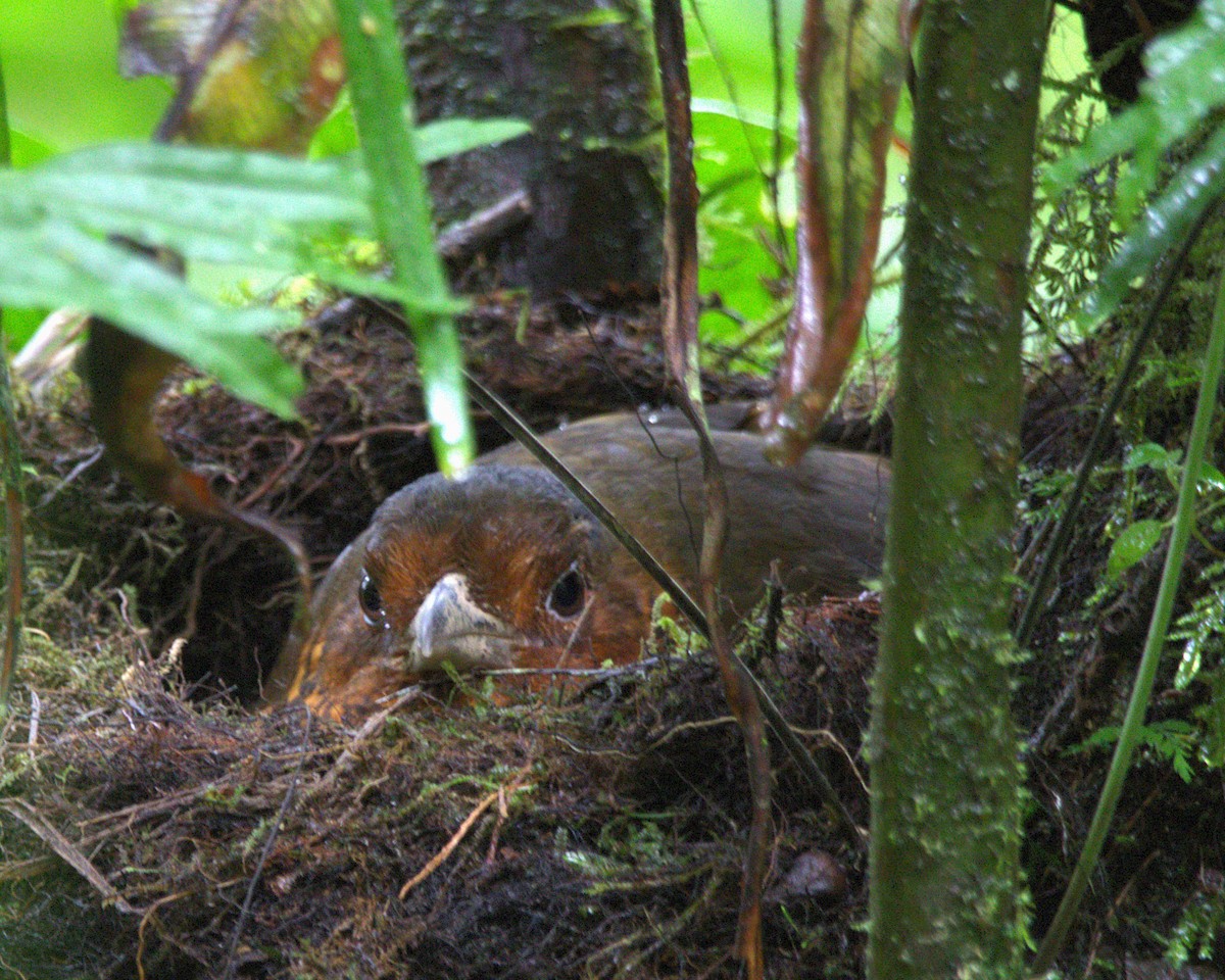 オニジアリドリ - ML645388296