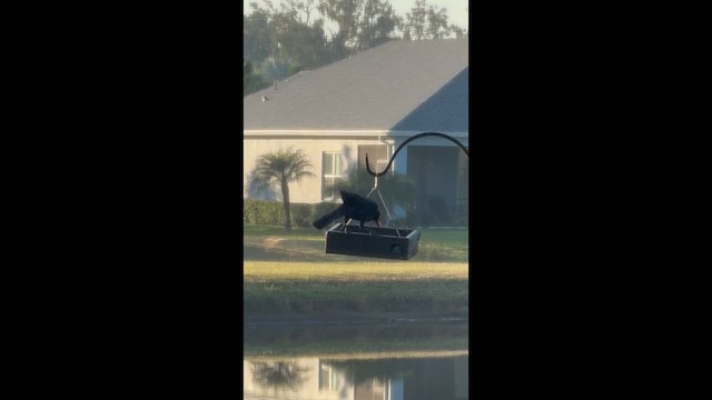 Boat-tailed Grackle - ML645388300