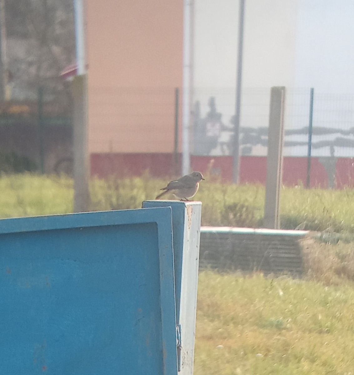 Black Redstart - ML645388312