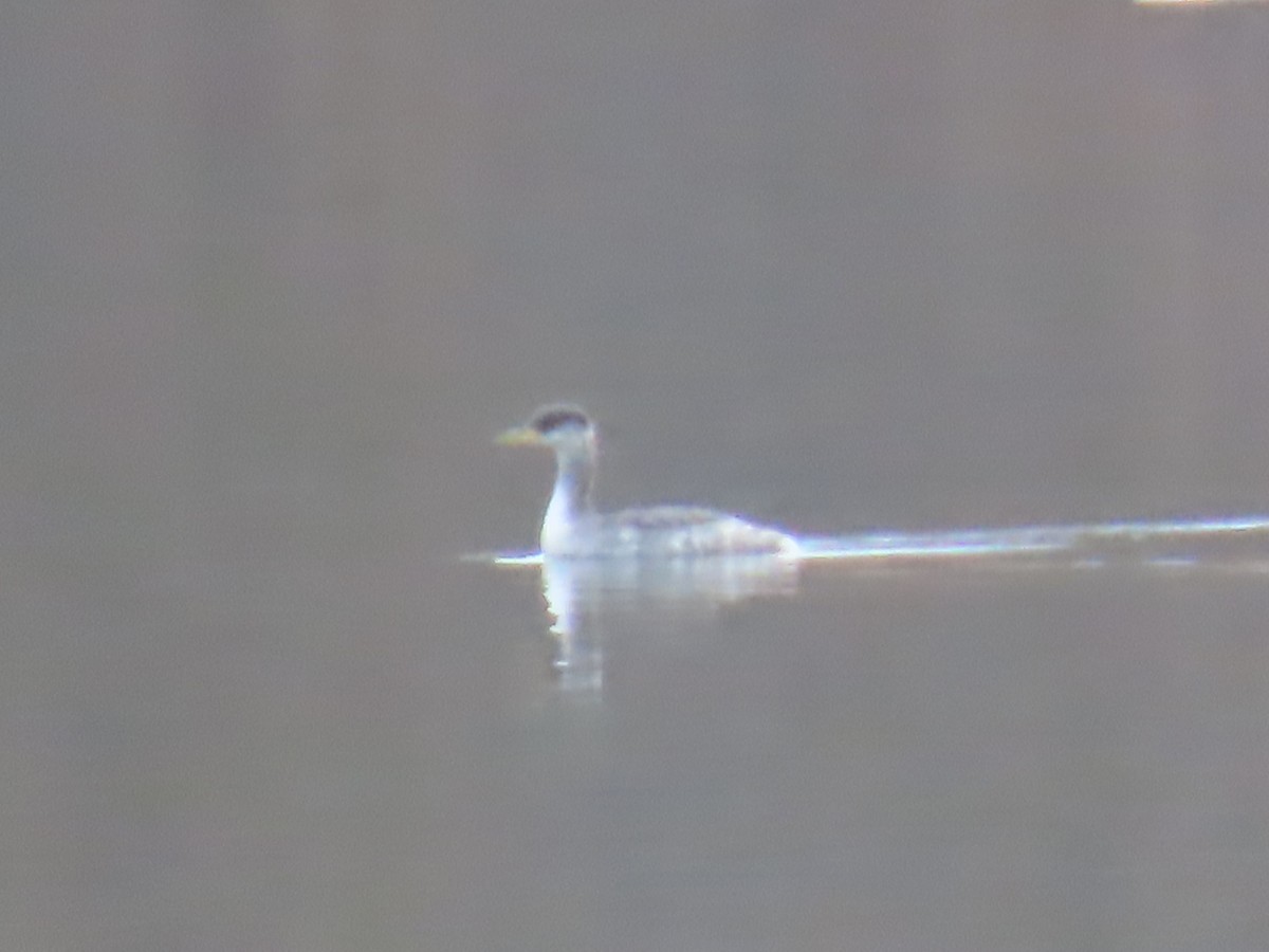 Red-necked Grebe - ML645388329