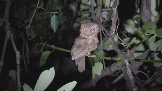 singaleserfroskemunn - ML645388331