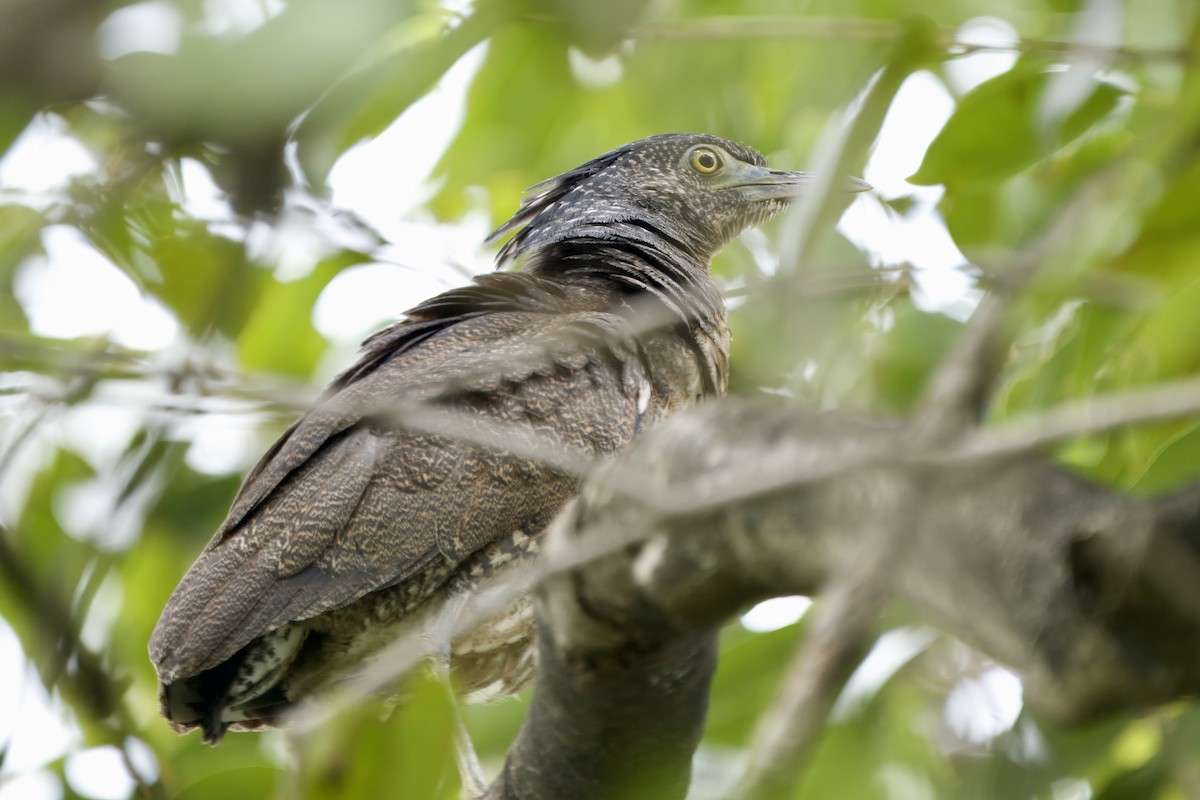 duskdverghegre - ML645388333