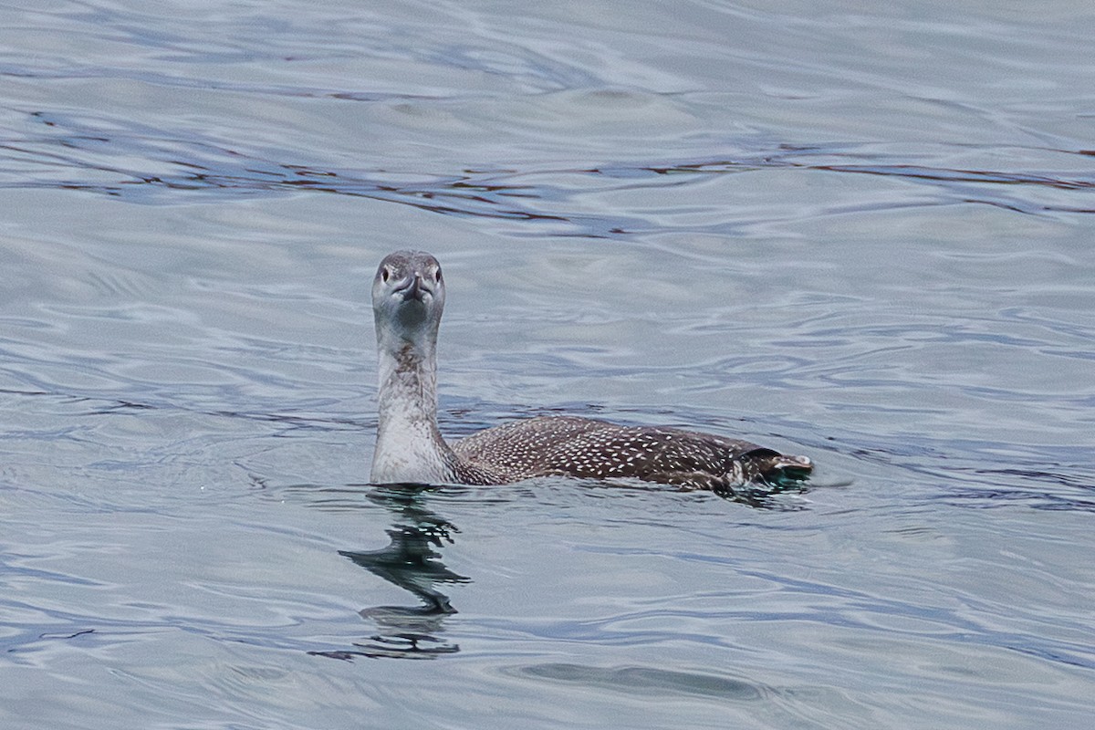 Plongeon catmarin - ML645388334