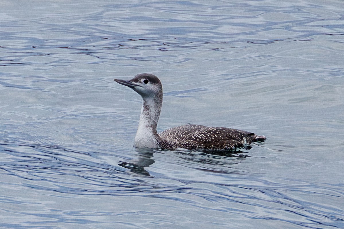 Plongeon catmarin - ML645388335