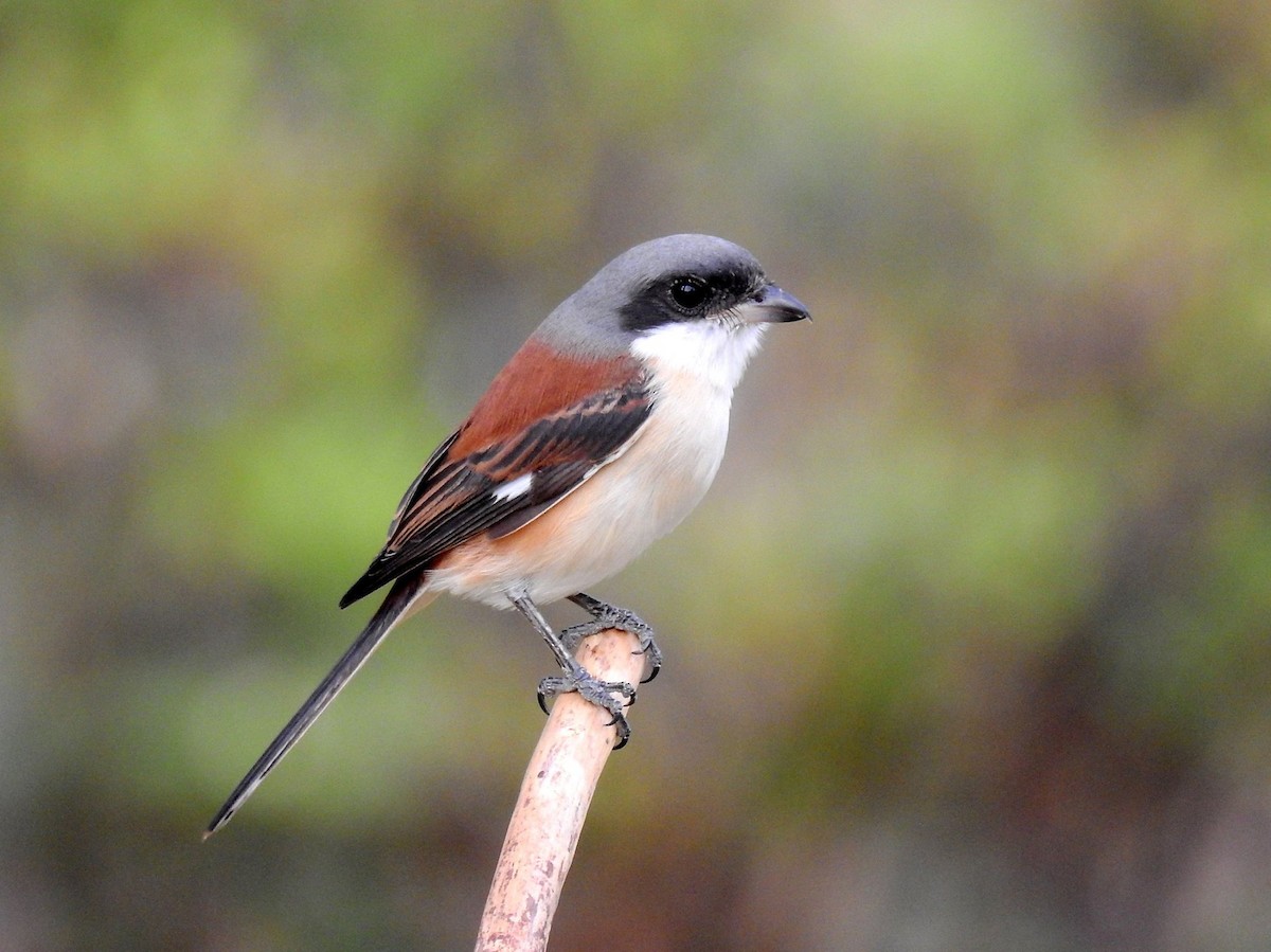 ハイガシラモズ - ML645388339