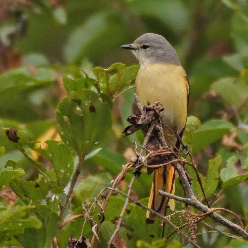 Small Minivet - ML645388342