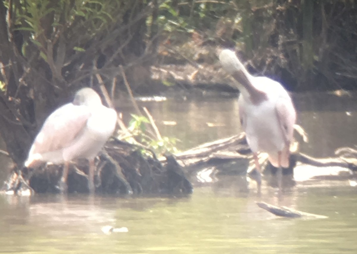 Косар рожевий - ML645388360