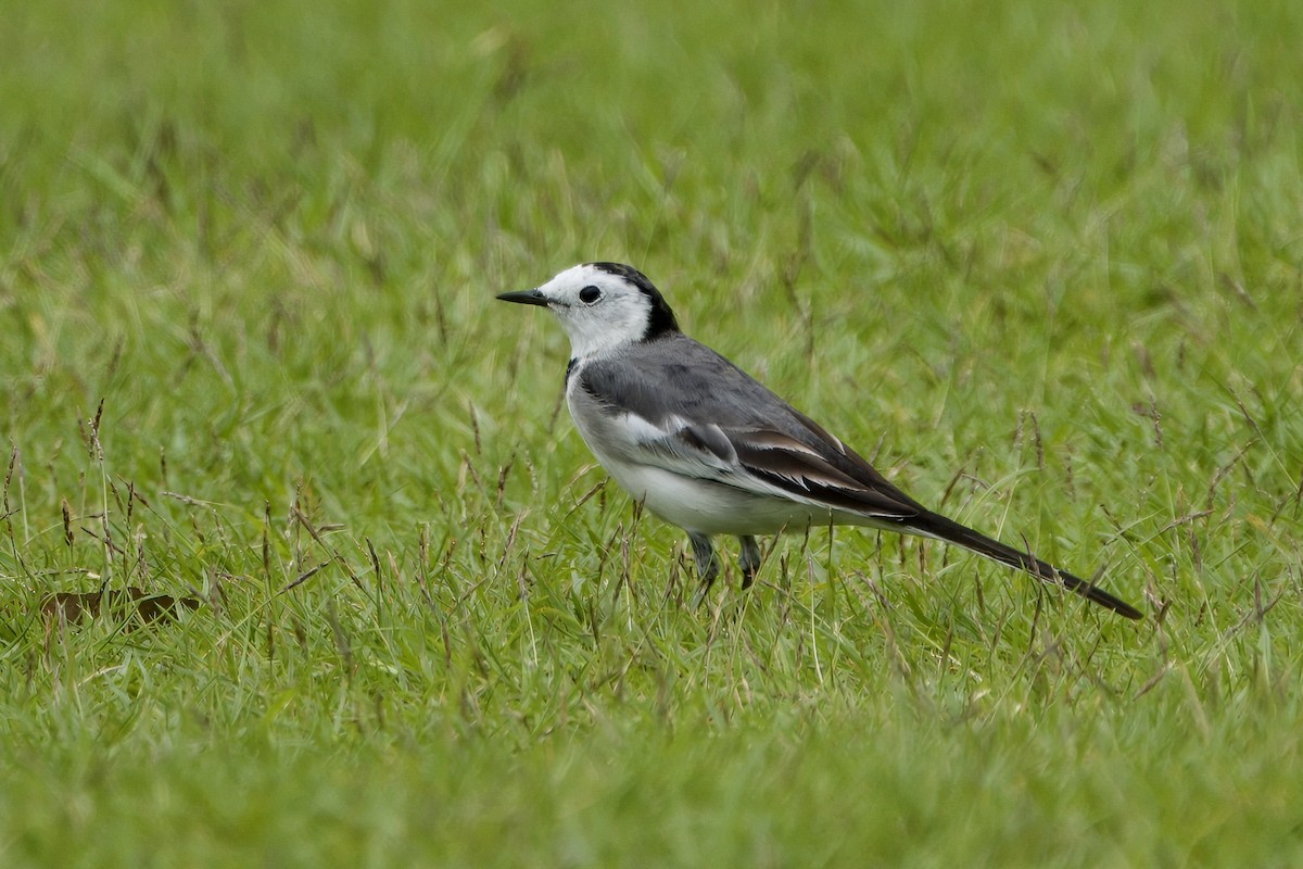 White Wagtail - ML645388411