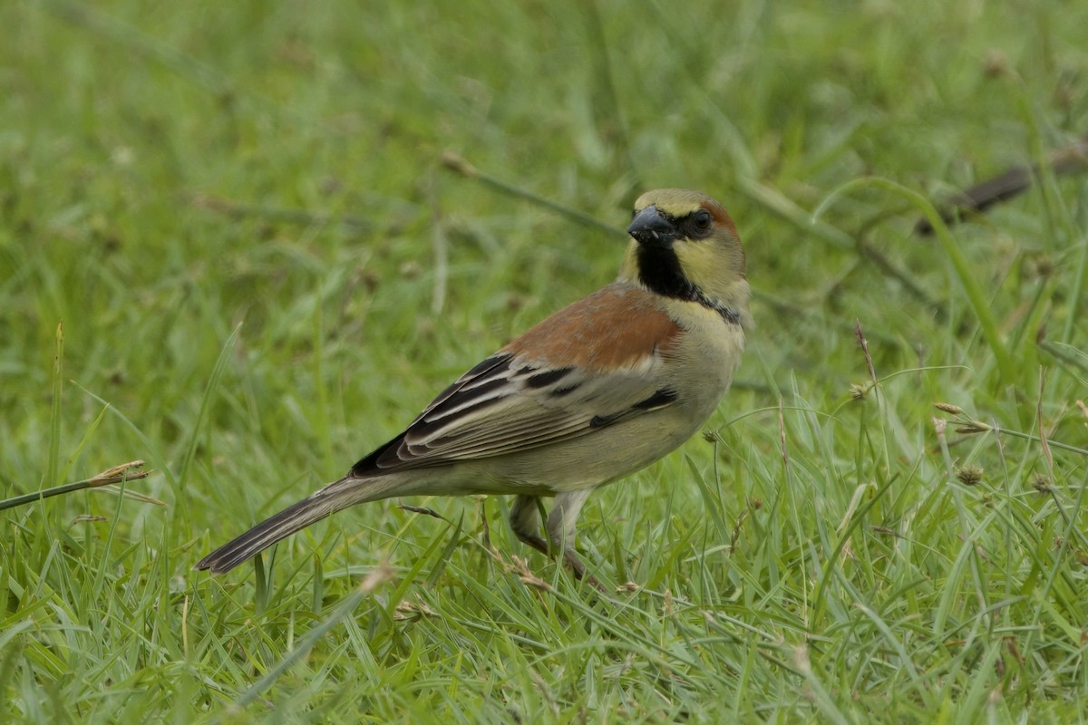 セアカスズメ - ML645388421