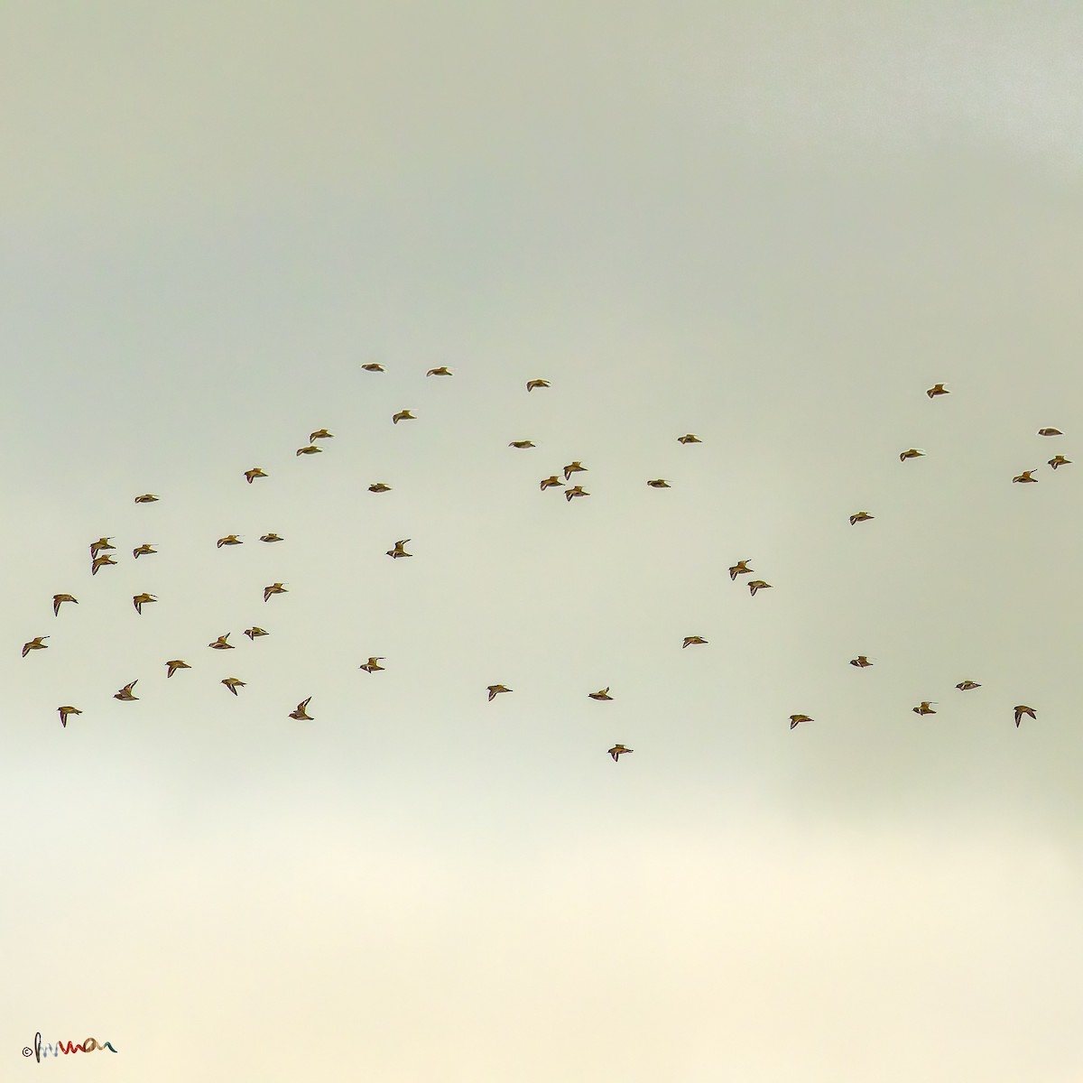 Сивка звичайна - ML645388466