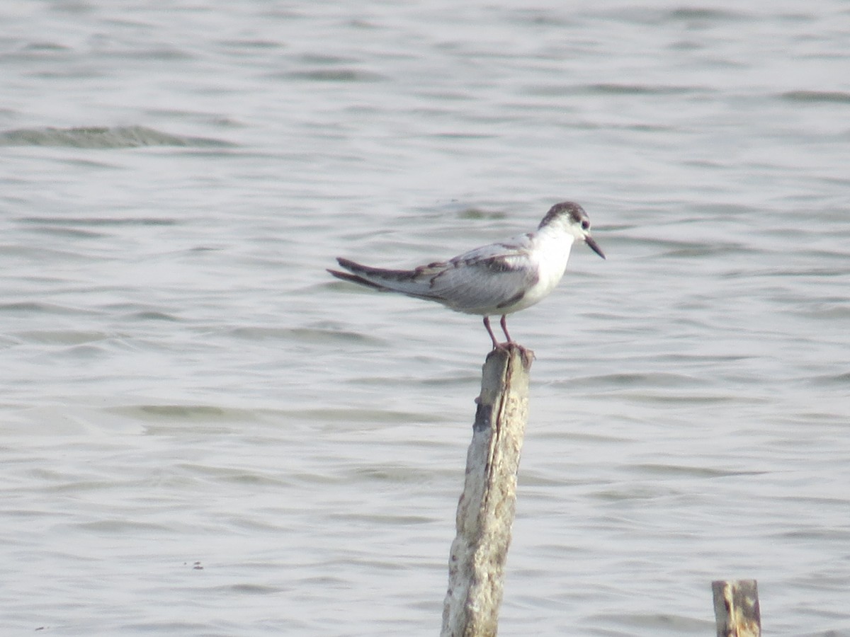Whiskered Tern - ML645388473