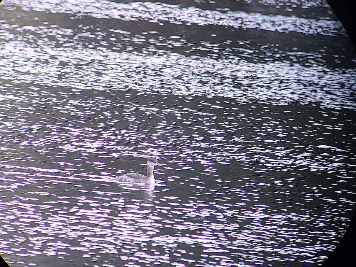 Svasso collorosso - ML645388485