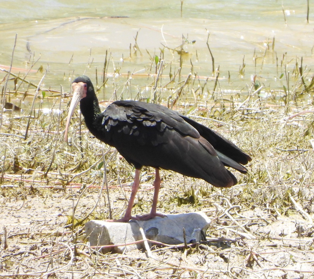 Ibis Afeitado - ML645388500