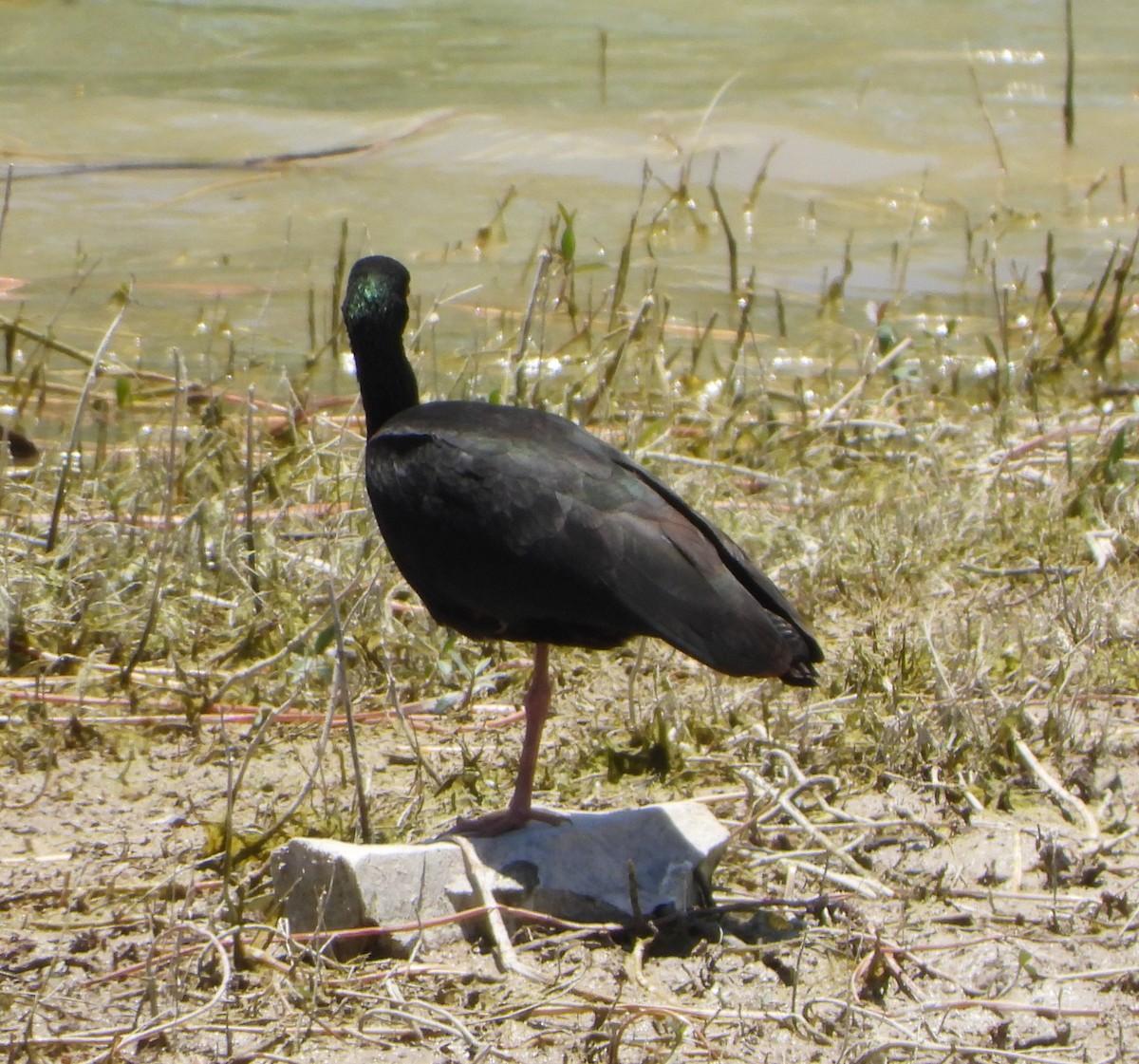 Ibis Afeitado - ML645388501
