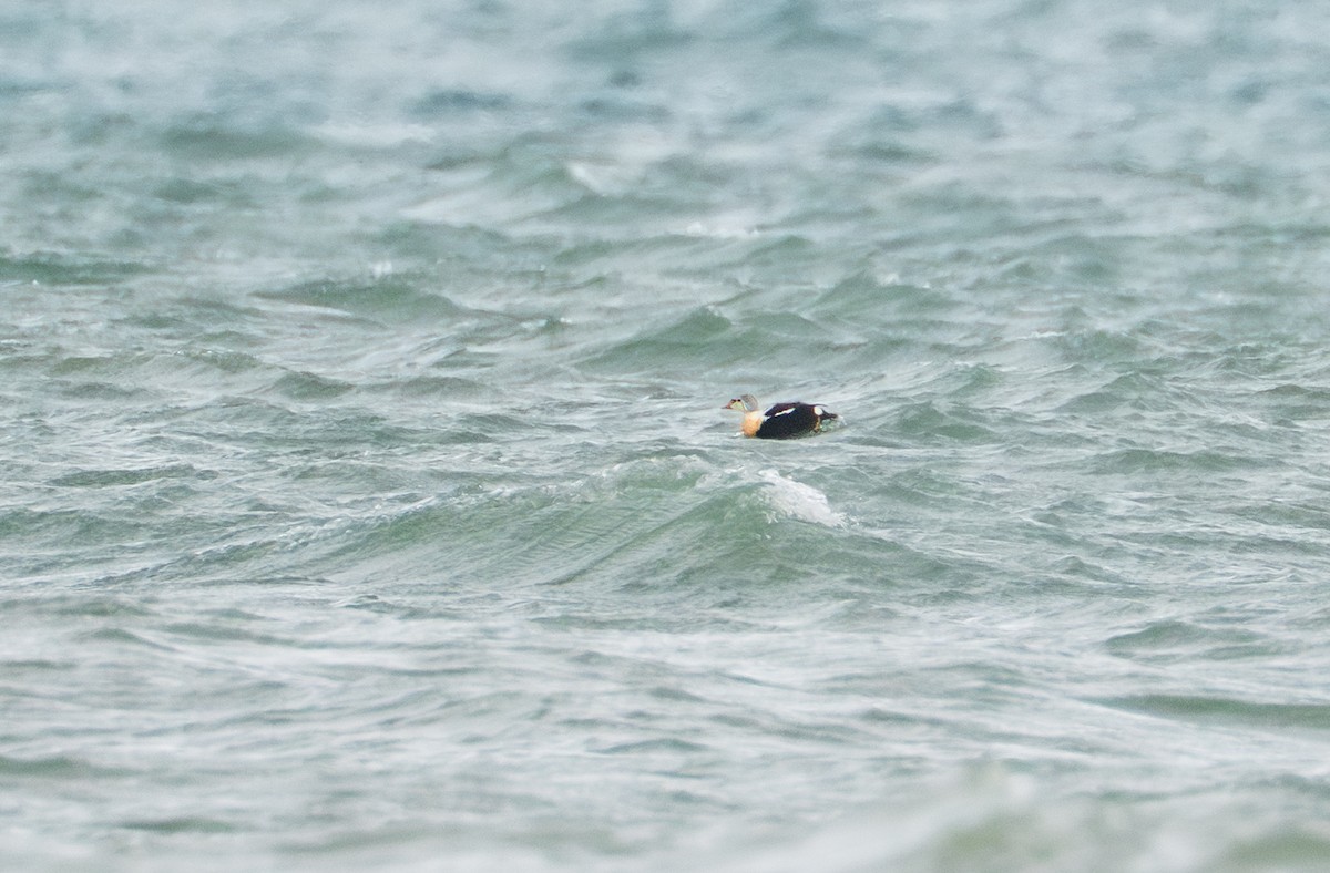 King Eider - ML645388509