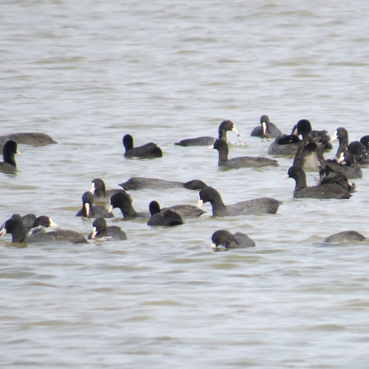 Eurasian Coot - ML645388551