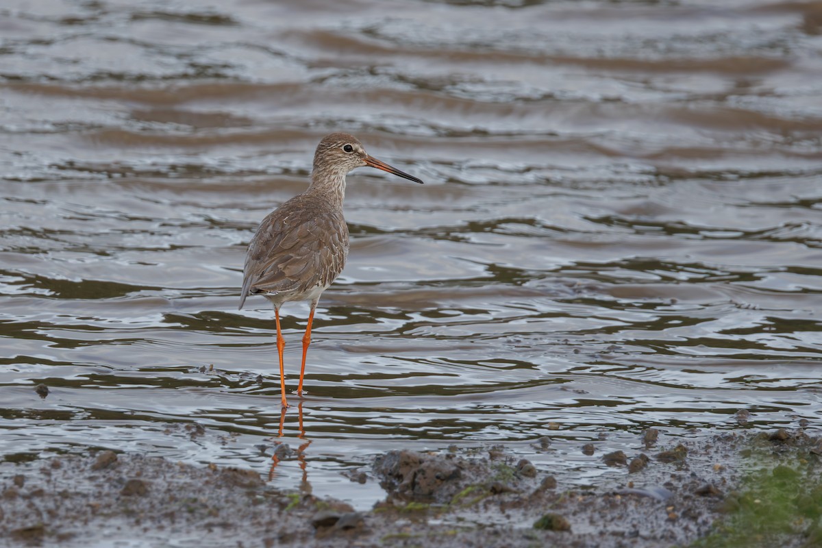 Common Redshank - ML645388555