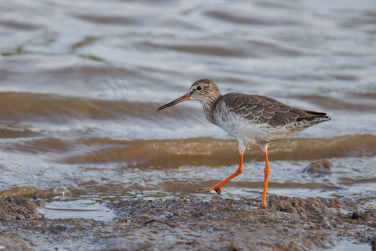 Common Redshank - ML645388556