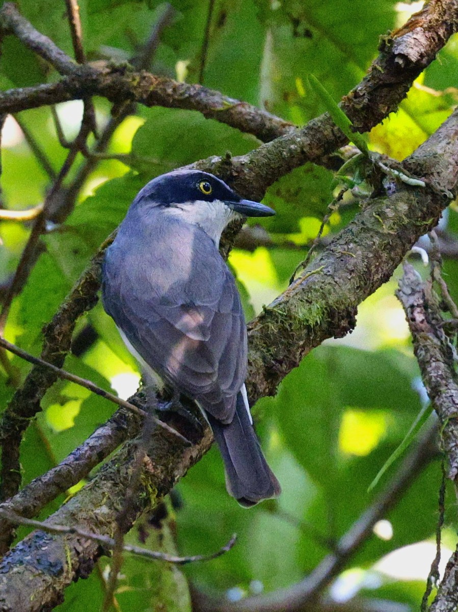 Malabar Woodshrike - ML645388562