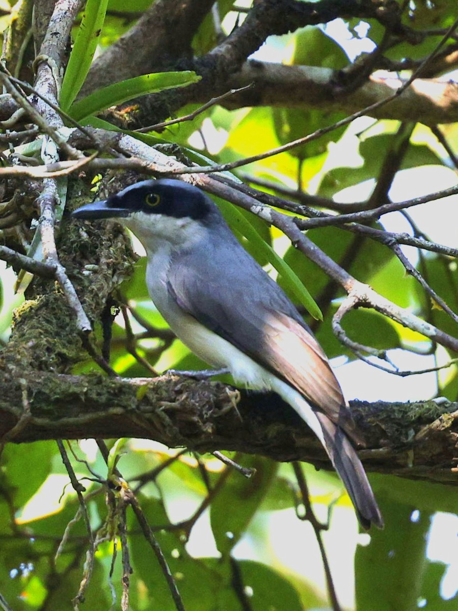 Malabar Woodshrike - ML645388563