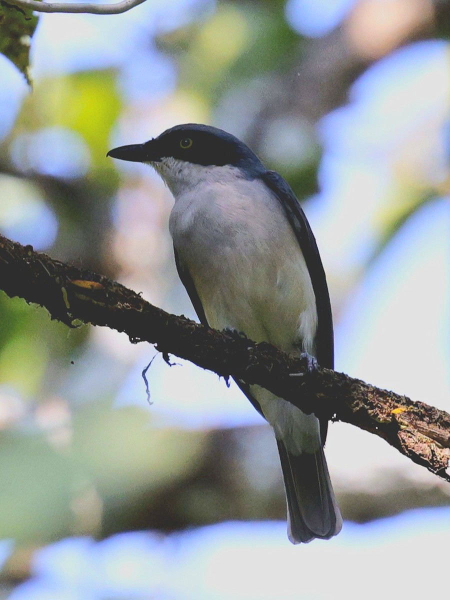 Malabar Woodshrike - ML645388564
