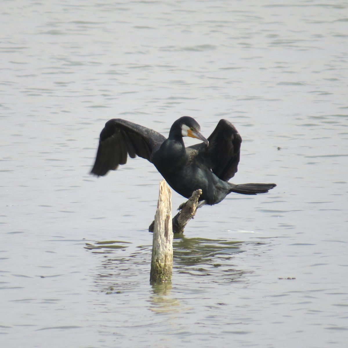 Great Cormorant - ML645388565