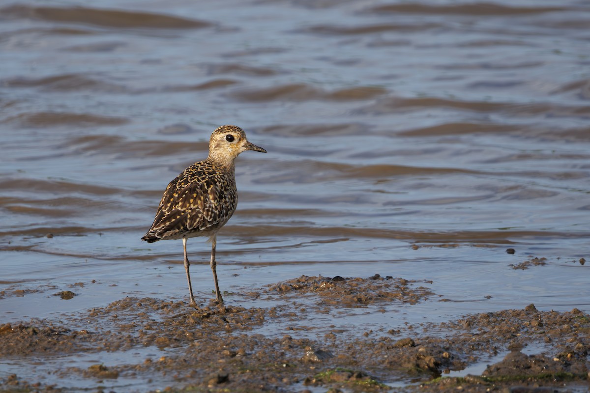 Pacific Golden-Plover - ML645388566