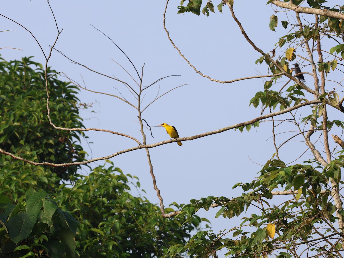 Indian Golden Oriole - ML645388574