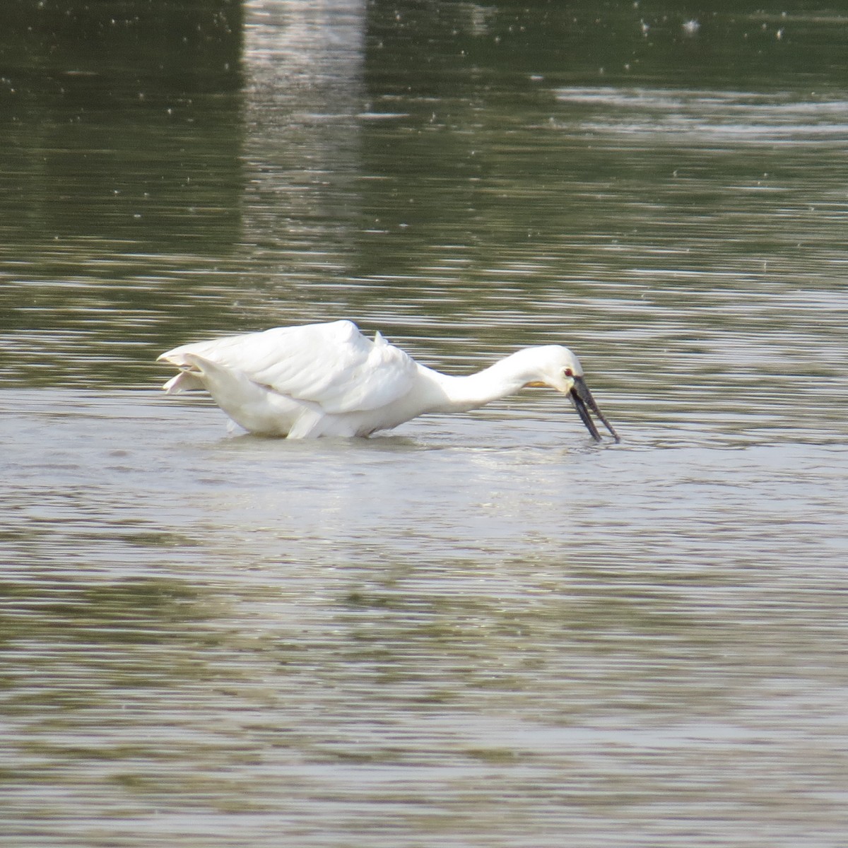 Eurasian Spoonbill - ML645388579