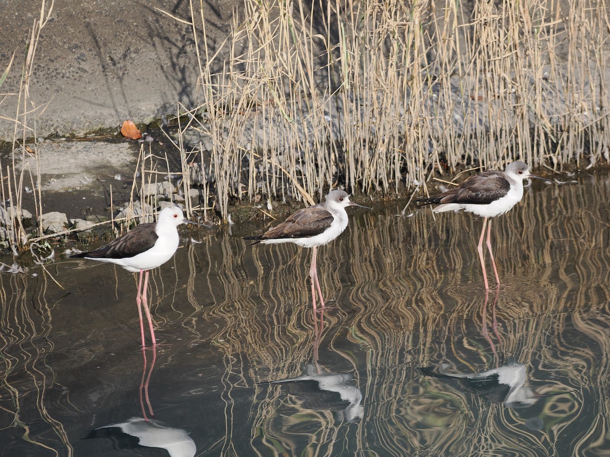 高蹺鴴 - ML645388603