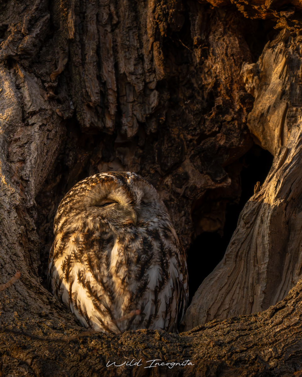 Chouette hulotte - ML645388606