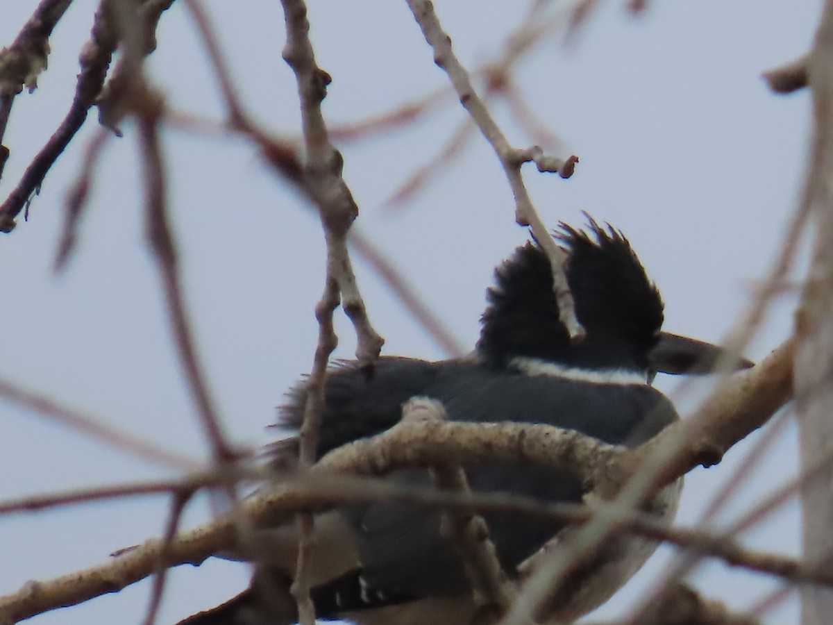 Belted Kingfisher - ML645388627