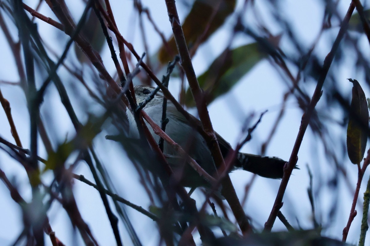 Підбуреник - ML645388633