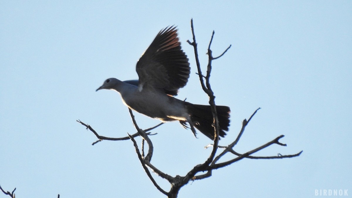 Бронзовый плодовый голубь - ML645388644