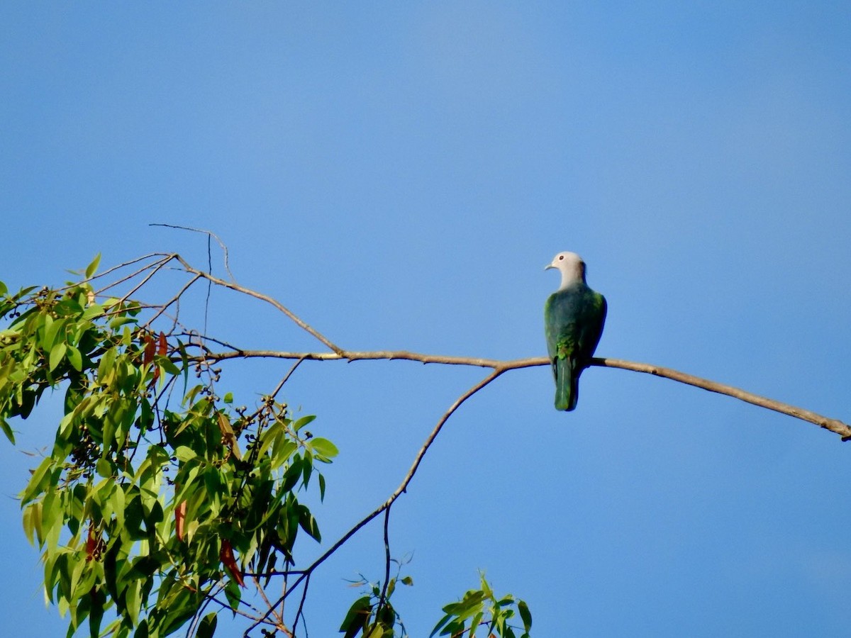 Бронзовый плодовый голубь - ML645388645