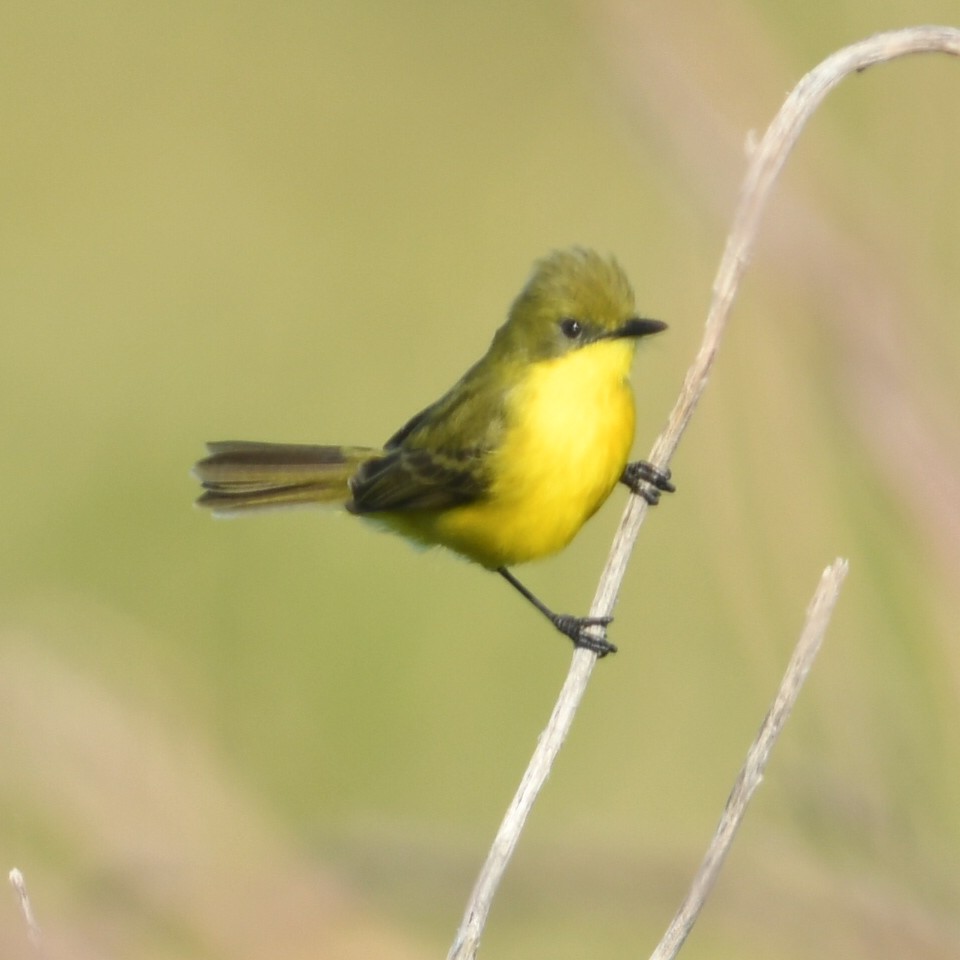 Subtropical Doradito - ML645388646