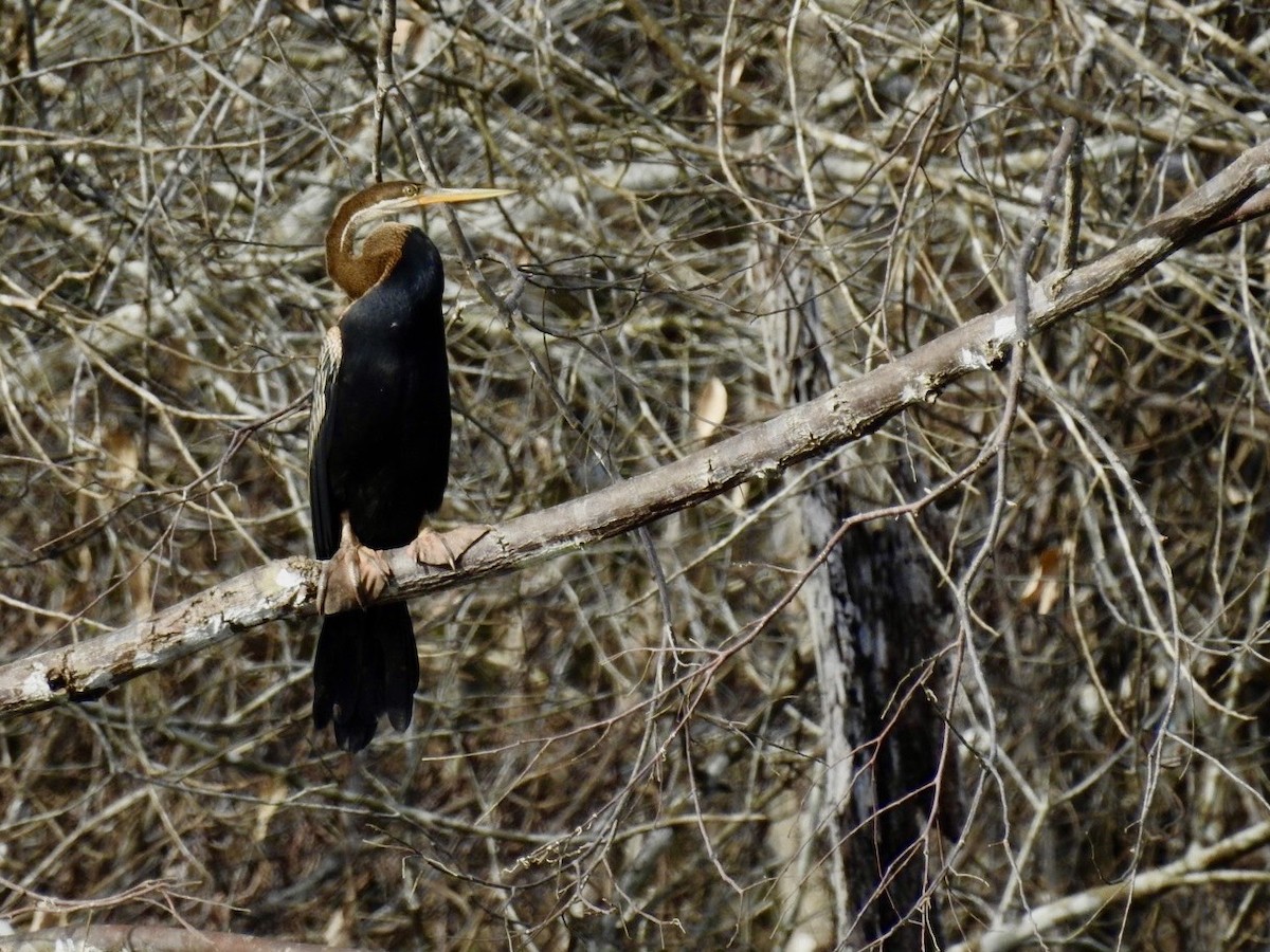 orientslangehals - ML645388652