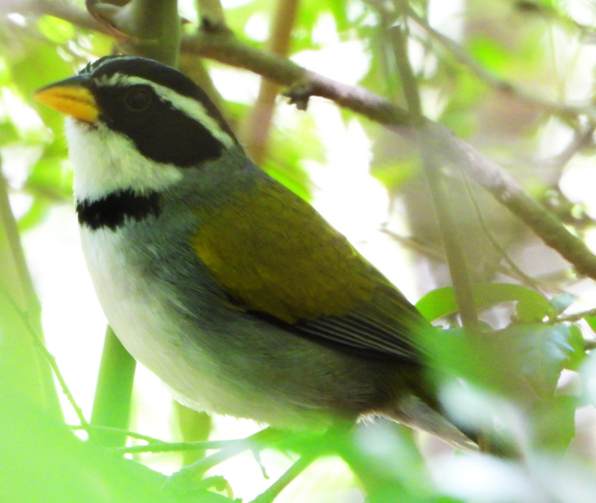 Moss-backed Sparrow - ML645388663