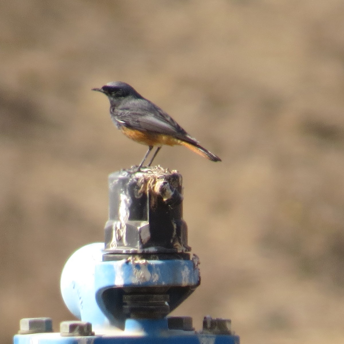 Black Redstart - ML645388664