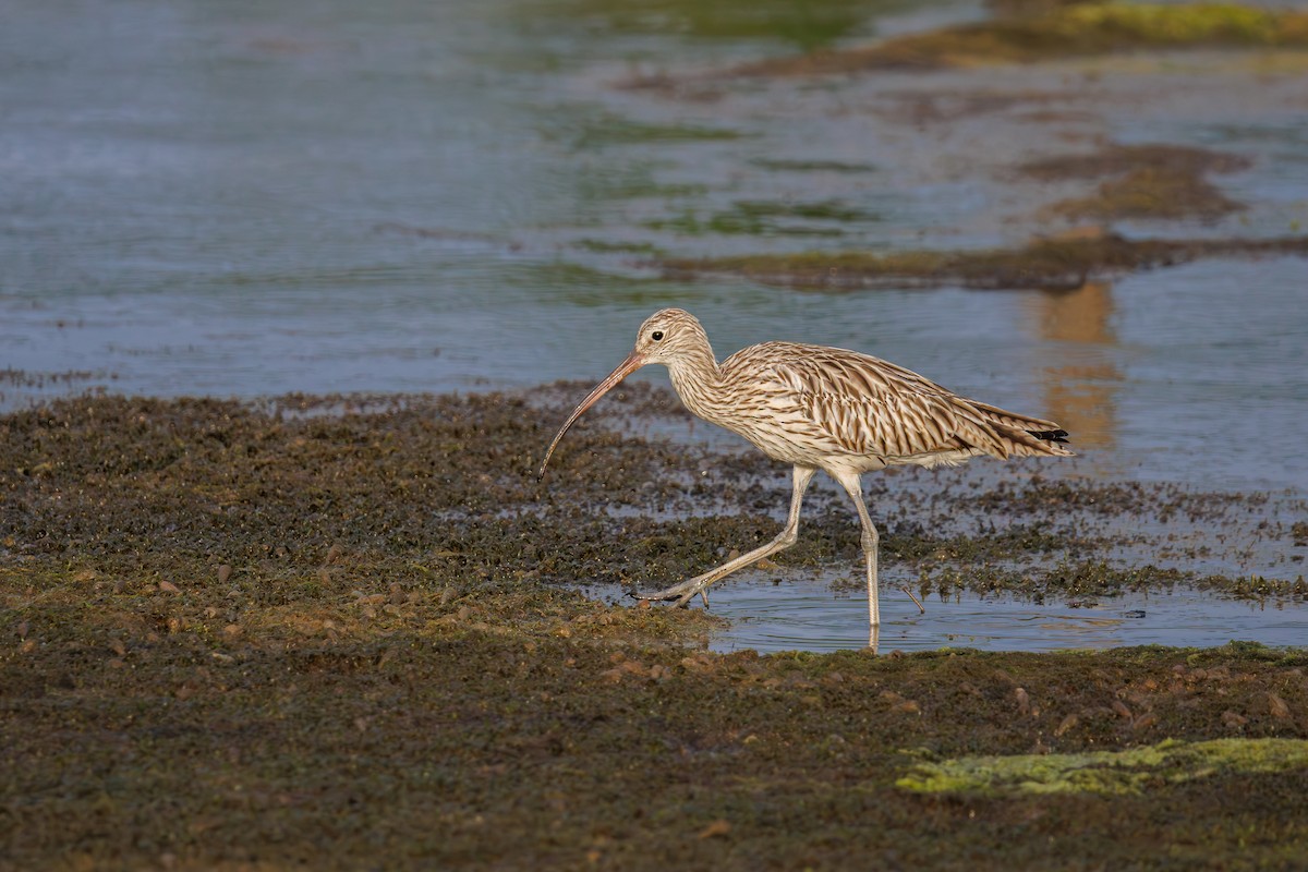 Eurasian Curlew - ML645388669